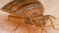 Simptomi ugriza ugriza kreveta